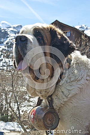 Saint Bernard Rescue Dog Stock Photo