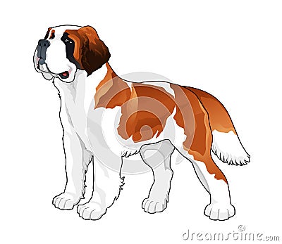 Saint Bernard. Vector Illustration