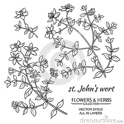 Saint Johns wort vector set Vector Illustration