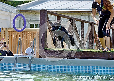 The dog jumps into the pool of water Editorial Stock Photo