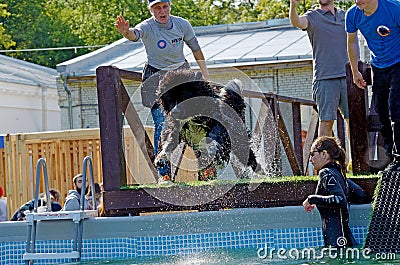 The dog jumps into the pool of water Editorial Stock Photo