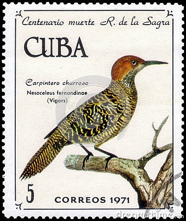 Saint Petersburg, Russia - November 12, 2020: Postage stamp issued in the Cuba with the image of the Cuban Flicker, Nesoceleus Editorial Stock Photo