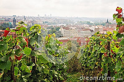 Saint Wenceslas Vineyard Prague Editorial Stock Photo