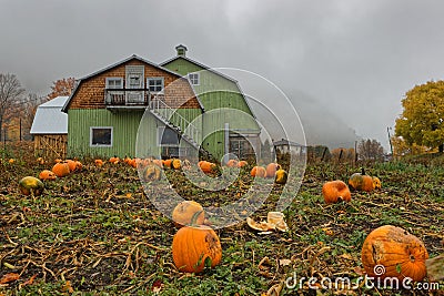 Pumpkins farm in Ste-Rose du Nord Editorial Stock Photo