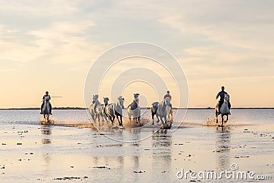 Riders running Camargue horses through water at sunrise Editorial Stock Photo