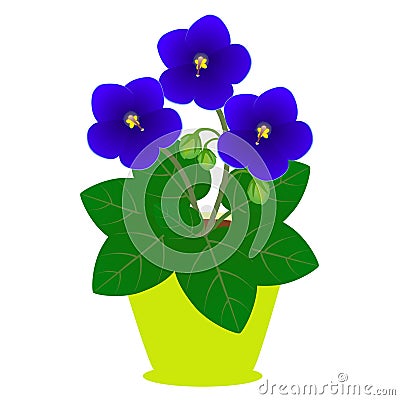 Saintpaulia flowers in a pot on a white background. Vector Illustration