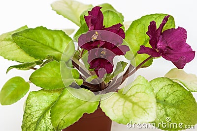 Saintpaulia varieties EC - Bullfight Gold E.Korshunova with beautiful dark maroon flowers. Stock Photo