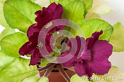 Saintpaulia varieties EC - Bullfight Gold E.Korshunova with beautiful dark maroon flowers. Close-up. Stock Photo