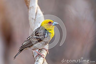 Sakalava Weaver female, Ploceus sakalava. Kirindy Forest, Madagascar Stock Photo