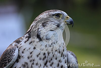 Saker falcon Stock Photo