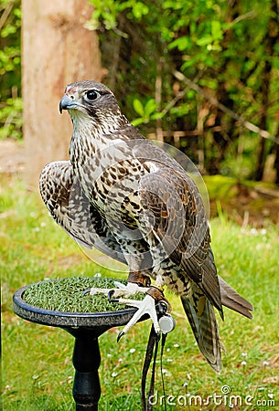 Saker Falcon Stock Photo