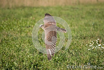 Saker falcon in flight Stock Photo