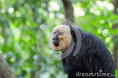 Saki monkey Stock Photo