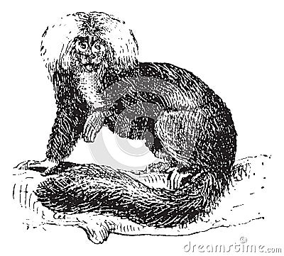 Sakis or Saki monkey, vintage engraving Vector Illustration