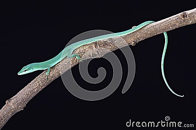 Sakishima grass lizard (Takydromus dorsalis) Stock Photo