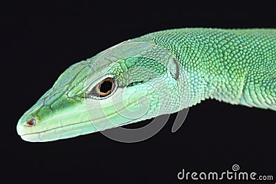 Sakishima grass lizard (Takydromus dorsalis) Stock Photo