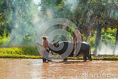 Farmer leading buffalo riding by a boy in rice farm Editorial Stock Photo