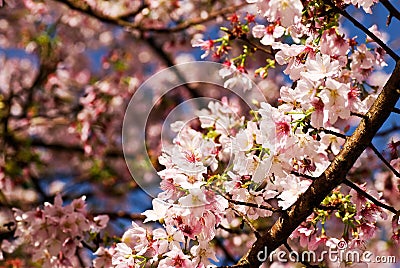 Sakura Stock Photo