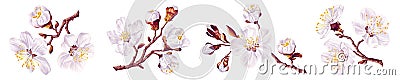 Set of apricot branches. Spring white flowers. Blooming fruit tree. Vector Illustration