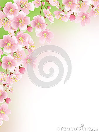 Sakura Stock Photo