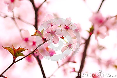 Sakura Stock Photo