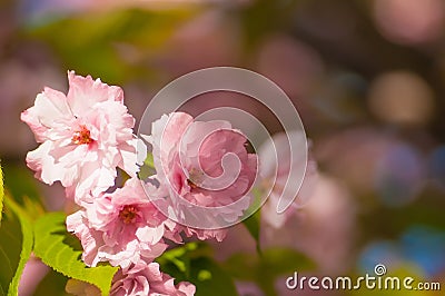 Sakura blossom branch on colorful bokeh background Stock Photo