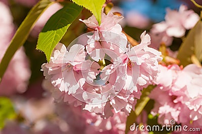 Sakura Blossom Branch Stock Photo