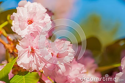 Sakura Blossom Branch Stock Photo