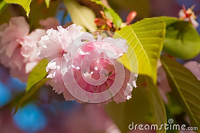 Sakura Blossom Branch Stock Photo