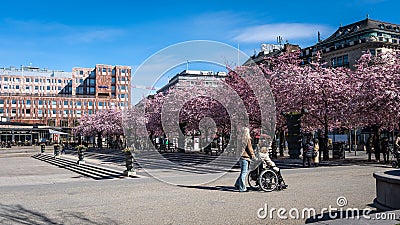 Sakura blossom in the central park of Stockholm. Lots of people relaxing outdoors at spring sunny day. Sakura blooming flowers Editorial Stock Photo