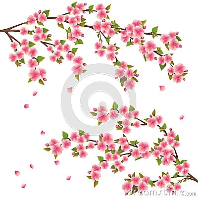 Sakura blossom - Japanese cherry tree Vector Illustration