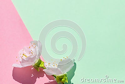 Sakura blossom on pink and green pastel background, spring flowers. Stock Photo