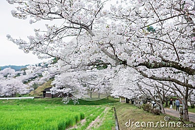 sakura blossom by rice farm at Izumi Shikibu Park, Kashima Stock Photo