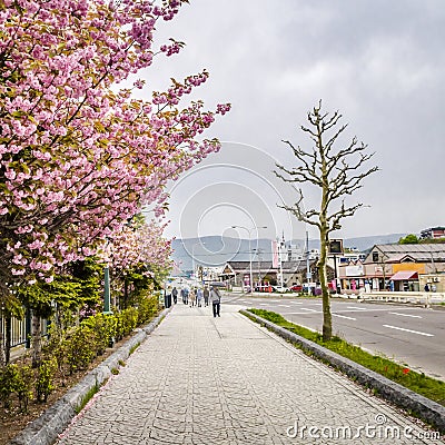 Sakura blossom street in Sapporo, Japan Editorial Stock Photo