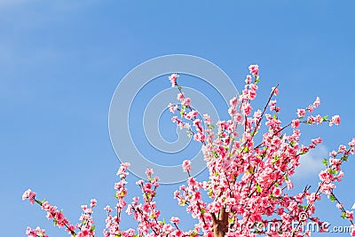 Sakura blossoms and a blue sky background. Stock Photo