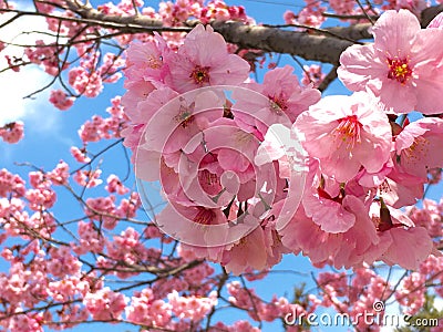 Sakura Blossoms Stock Photo