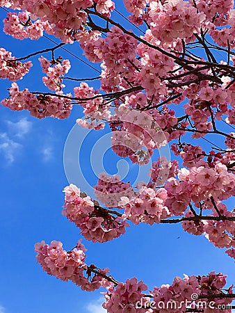 Sakura Blossoms Stock Photo