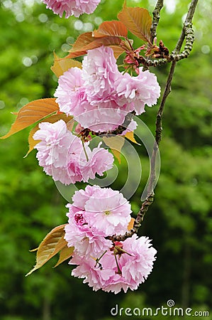 Sakura blossoms Stock Photo