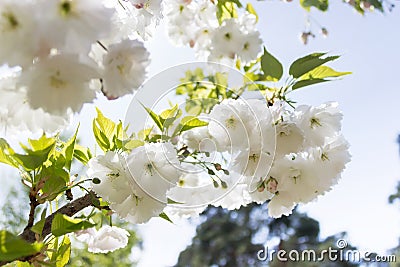 Sakura branch blooming, japanese cherry Stock Photo