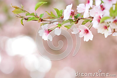 Sakura branch blooming in spring Stock Photo