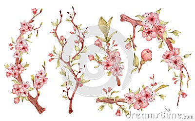 Sakura branch with flowers watercolor illustration. Blossom petal bouquet Cartoon Illustration