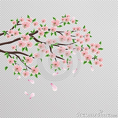 Sakura branch of Japanese cherry tree with beautiful pink flowers. Vector drawing on an isolated background Stock Photo