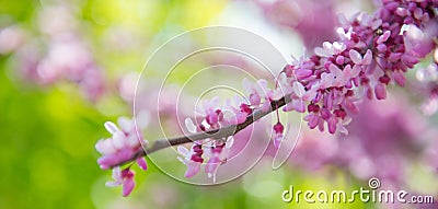 Sakura branch, pink on the background Stock Photo