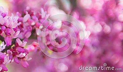 Sakura branch, pink on the background Stock Photo