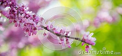 Sakura branch, pink on the background Stock Photo