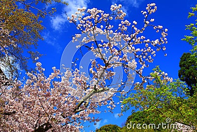 Sakura, cherry blossom Stock Photo