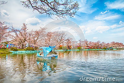 Sakura,Cherry blossom festival . Editorial Stock Photo