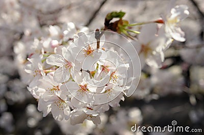 Sakura-Cherry Blossom flowers close-up Stock Photo