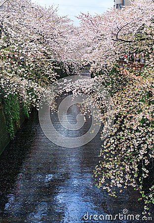 Sakura. Cherry blossom at Nakameguro Canal. Stock Photo