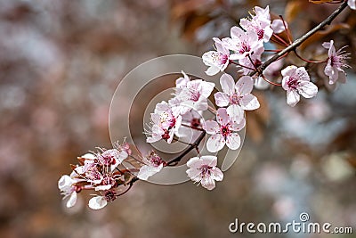 Sakura cherry blossom, soft focus. Nice spring background Stock Photo